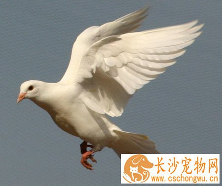 鸽子“歪头病”怎么治 找到病因对症下药