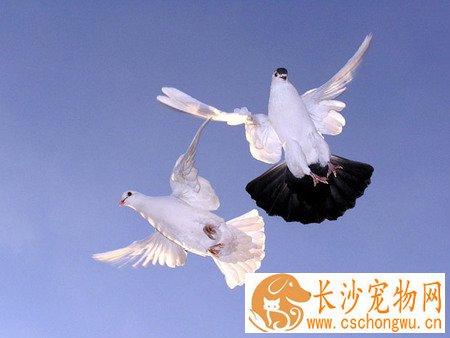 鸽子球虫病怎么诊治 其预防方法