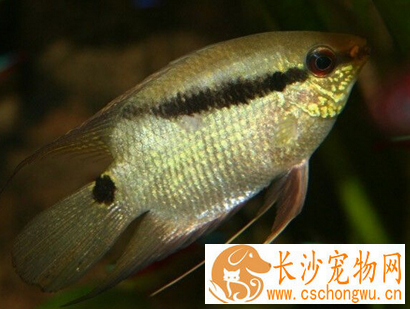 画眉鲷吃什么 多以动物性饵料为主