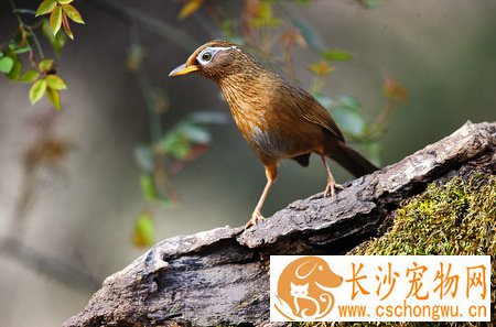 画眉饲养有哪些禁忌 6大忌讳需知道