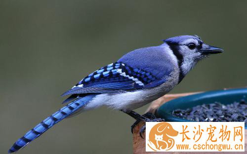 怎么自制画眉饲料 画眉四季配方