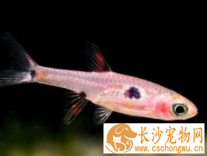 大点鲫疾病怎么预防 注意水质清洁