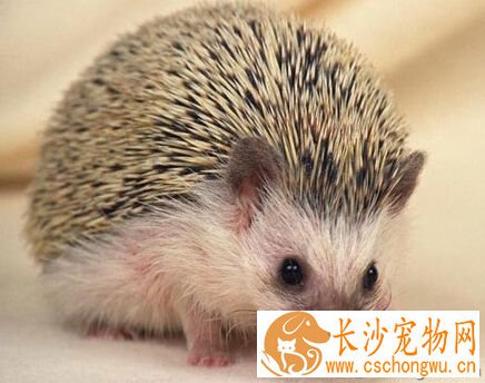 刺猬养殖 刺猬适应能力强而且疾病较少