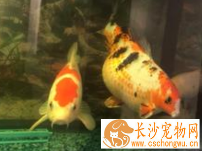 锦鲤长黑斑怎么办 彻底给缸消毒