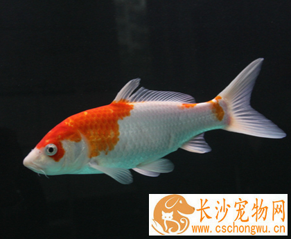 锦鲤受伤了怎么办 水质不好影响到治愈率
