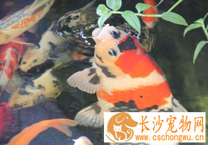 锦鲤肠炎怎么治疗 要减少喂食情况