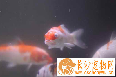 锦鲤蒙眼病怎么治疗 可以通过药物治疗