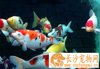 锦鲤嘴红肿怎么办 可以先去除脓液