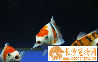 锦鲤白头白嘴病怎么治 要保持水质清洁