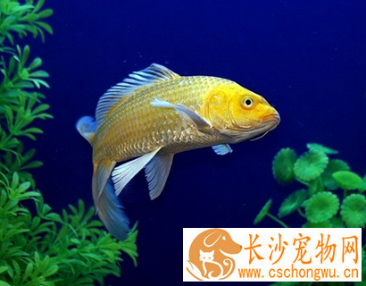 锦鲤烂尾病怎么治 要隔离治疗