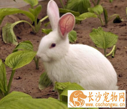 冬天兔子掉毛怎么办 因为营养不良造成