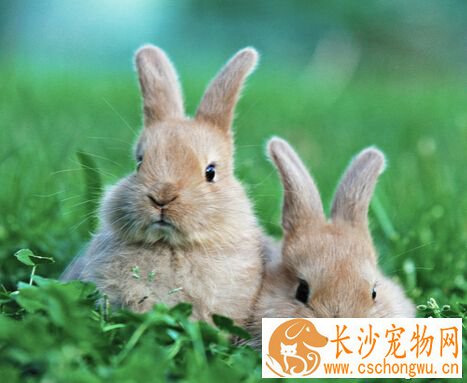   兔子生病怎么办 注意食物的卫生和安全性