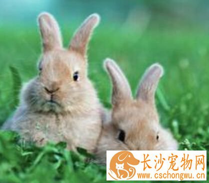 兔子的生活习性 在潮湿的环境里易生病