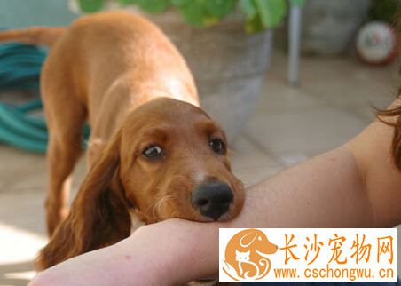 狂犬病的症状 伤口有疼痛或各种异样感觉