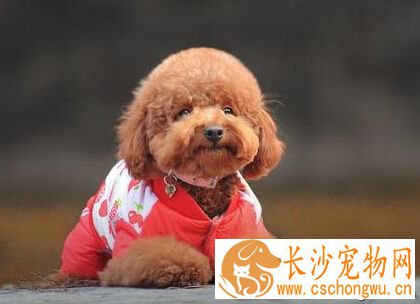  犬钩虫病 是犬比较多发且危害严重的病