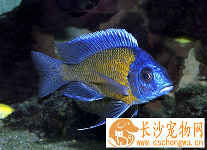 三湖慈鲷常见疾病及治疗方法 要做好预防