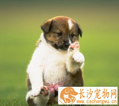 母狗来月经怎么办 去买为狗狗特制的生理裤