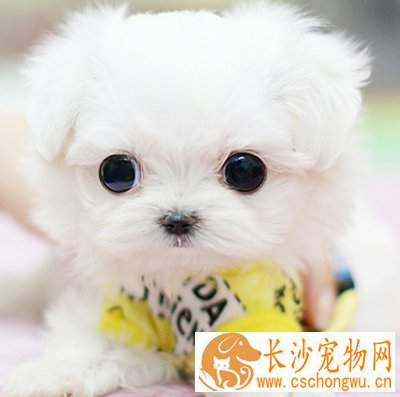 狗发情前的症状  情绪易激动