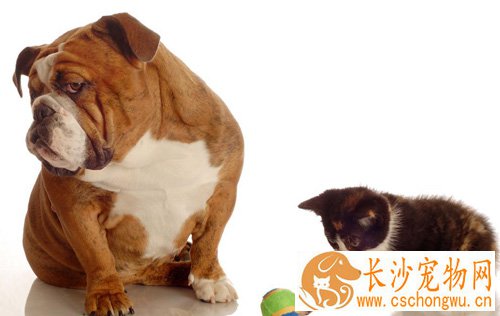 狗狗一天没有便便 都有哪些症状