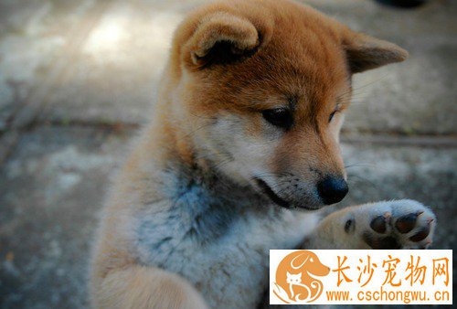 狗发情的症状 发情期大概多久