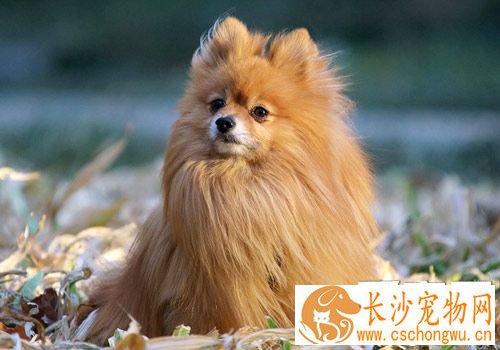 博美犬一般吃什么 应避免产生肥胖症