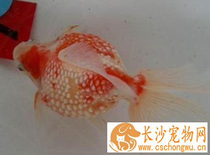红白珍珠鳞的常见病及治疗 做好预防工作