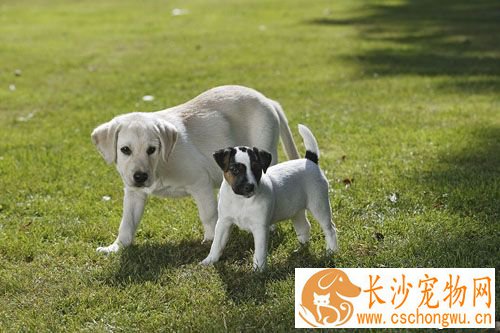 狗狗吃什么好消化  判断原因再对症下药