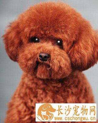 狗身上有跳蚤的症状 简单的治疗方法