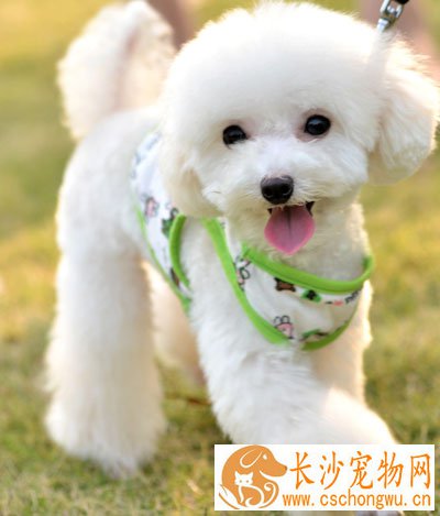 狗狗身上有皮屑掉毛  医院诊治对症下药