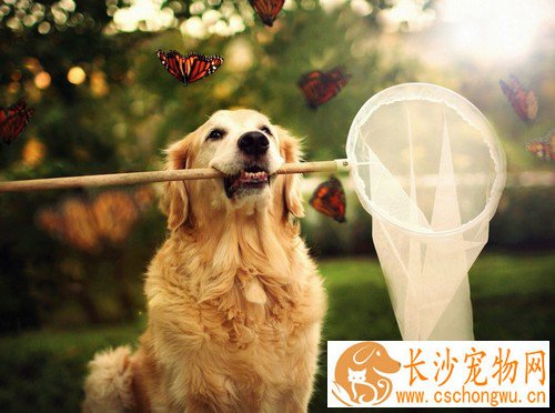 狗狗身上有跳蚤症状    注意狗狗和家庭的卫生