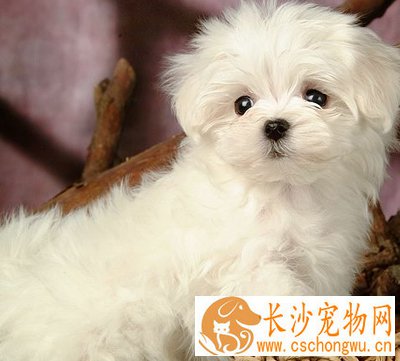 母狗狗发情表现 一般发情症状
