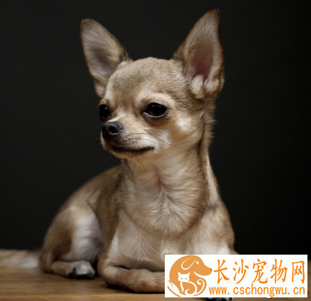 吉娃娃鼻子干怎么办 发烧也会出现鼻子干