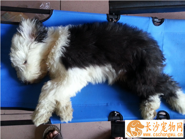 狗狗发烧吃什么药 教你如何治疗狗狗发烧