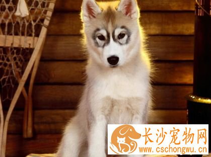 狗狗发烧吃什么药 去医院给狗狗打退烧针