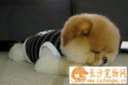 狗狗发烧怎么办 及时发现及时治疗