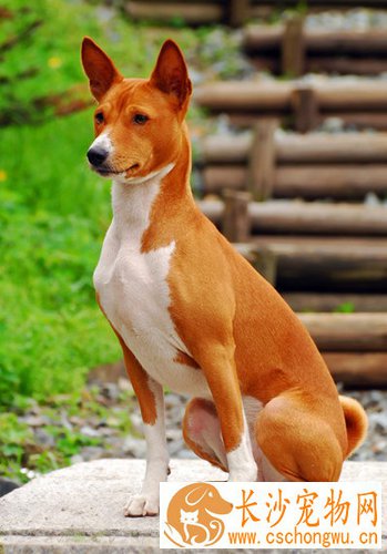 巴仙吉犬的日常护理    日常发烧需关注