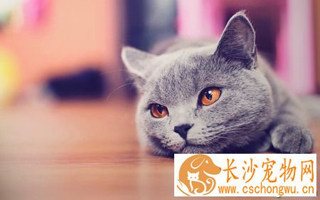 猫咪呕吐是怎么回事 注意猫的饮食护理