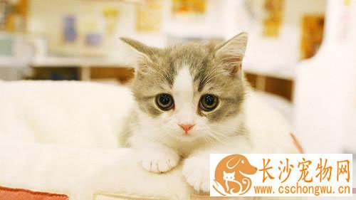 小猫呕吐是怎么回事 细心观察呕吐物