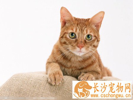 猫咪吐怎么回事 4个不好习惯易致猫咪呕吐