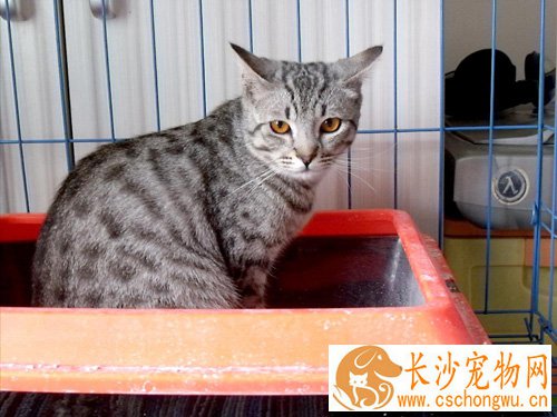 埃及猫呕吐吃什么药 最好能先给它停食停水