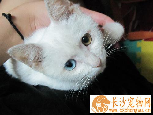 波斯猫吐吃什么药 呕吐的原因有哪些