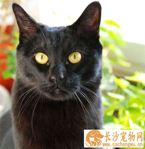 孟买猫呕吐吃什么 日常预防和照顾