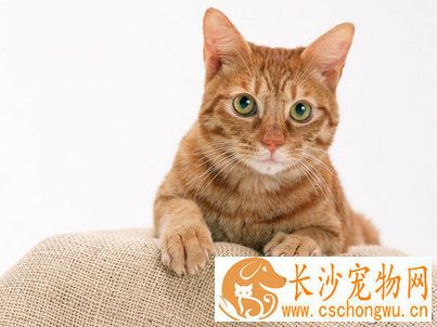 小猫抽搐的原因 猫咪抽搐也许是在做梦