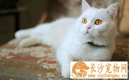猫咪睡觉的时候抽搐 可能是缺钙引起的