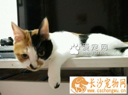 猫抽搐怎么回事 可能是缺乏微量元素