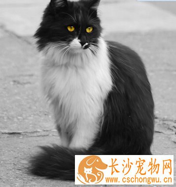 母猫发情抽搐 猫咪抽搐的原因很多