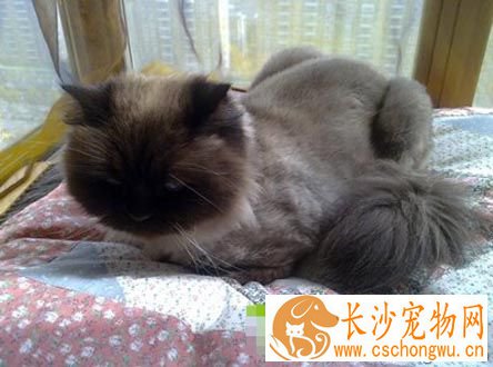 猫睡觉的时候抽搐 正常情况不会发生抽搐