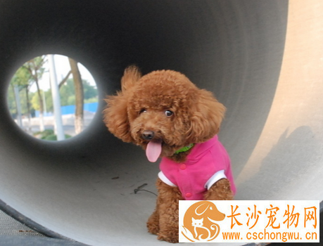 狗抽搐是怎么回事 不要让狗受到刺激惊吓