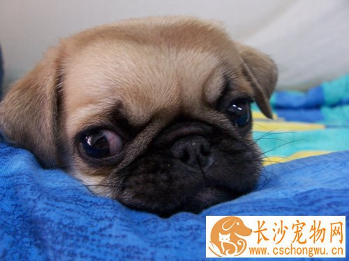 狗睡觉时抽搐 睡眠时抽搐是正常的