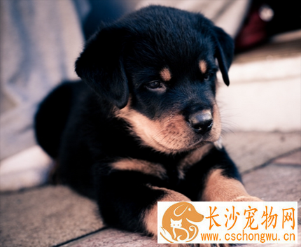 狗抽搐是怎么了 要注意保持环境稳定